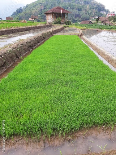 rice seedlings ready to be planted. rice seedlings that have grown, ready to be planted or grown 