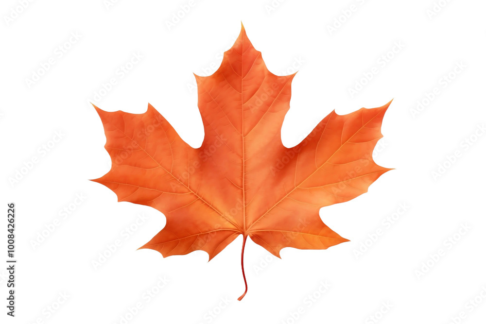 Autumnal Sugar Maple Foliage Isolated on Transparent Background Autumnal Sugar Maple Foliage Isolated on Transparent Background