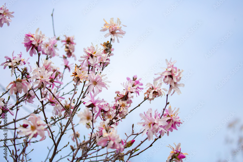 Blooming magnolia in spring. Beautiful buds of pink flowers close-up with blurred space for text. Blooming magnolia in spring. Beautiful buds of pink flowers close-up with blurred space for text.
