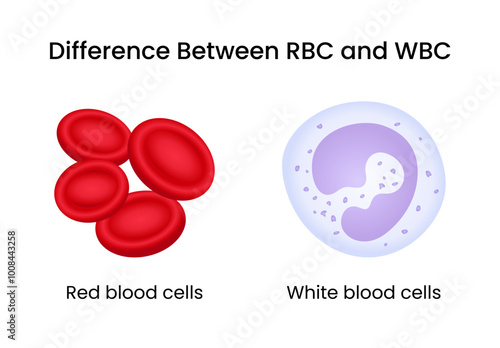 Difference Between RBC and WBC
