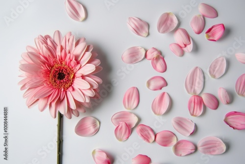 Simple flat lay with a pink flower and petals arranged on a white surface,