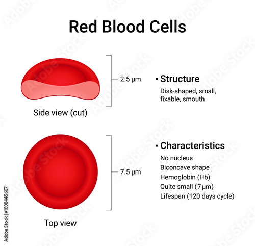 Structure and Function of Red Blood Cells