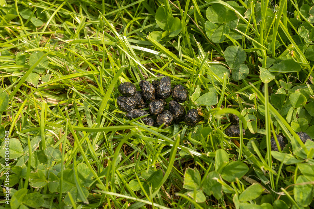 Pile of round dark rabbit droppings on green lawn with grass blades and clover Pile of round dark rabbit droppings on green lawn with grass blades and clover