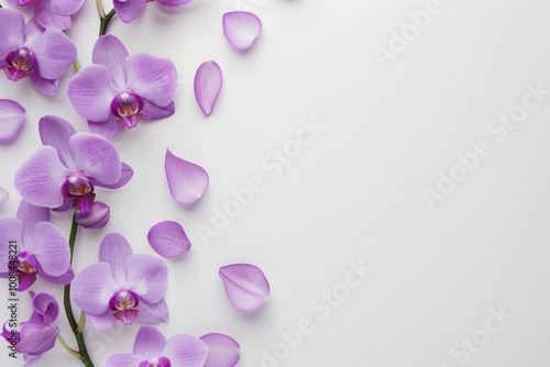 Elegant arrangement of purple orchid flowers surrounded by delicate petals on a clean background, showcasing the beauty of floral photography and nature-inspired art.






