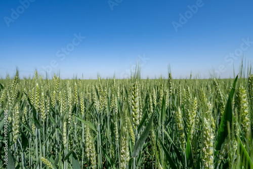 Wheat fields and mountains in spring in Xi'an, China