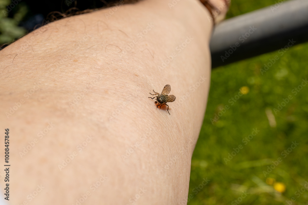 Obraz premium Female Common horse fly or Cleg fly (Haematopota pluvialis) biting and sucking blood from a human upper forearm skin close-up