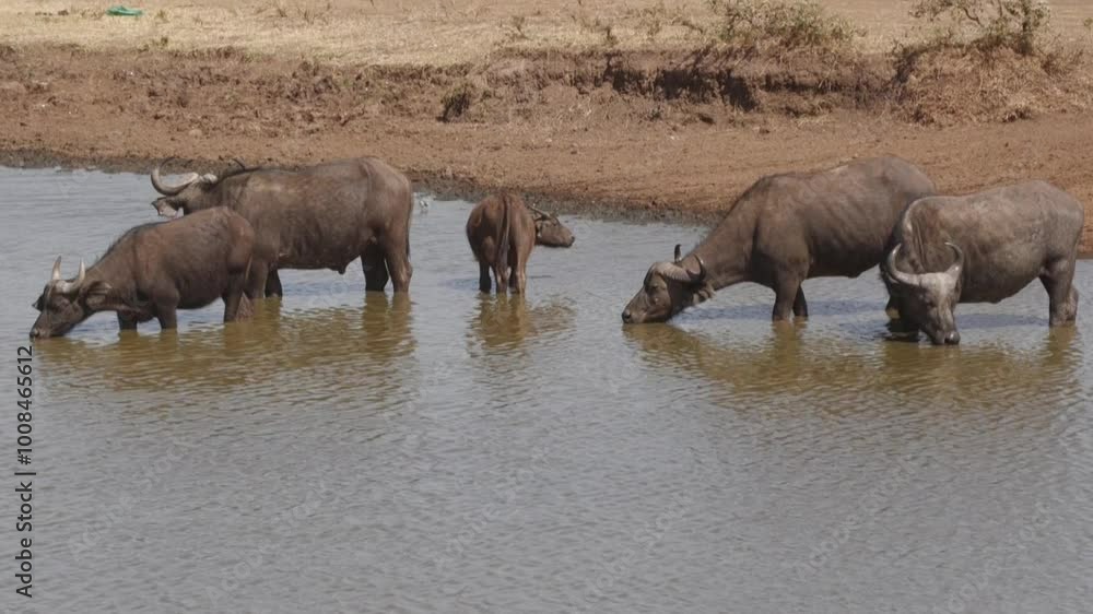 African buffalo in the water