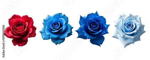 Vibrant Red and Blue Roses in Artistic Arrangement isolated white background photo