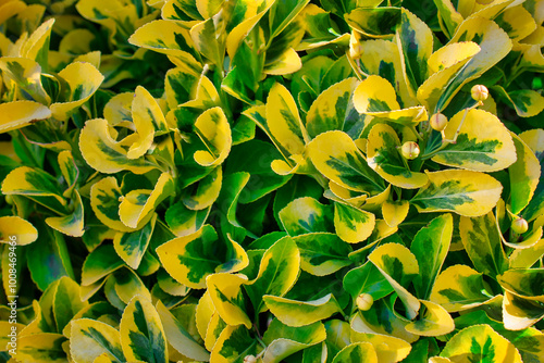 Plant background of euonymus aurea with green and yellow leaves. photo