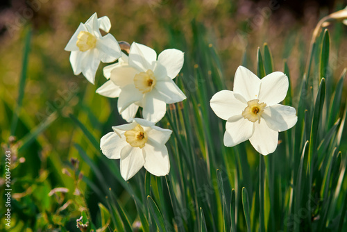 White daffodils blooming in sunlight with green foliage background