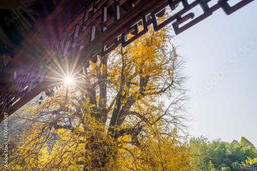 Ginkgo trees in autumn park in Xi'an, China
