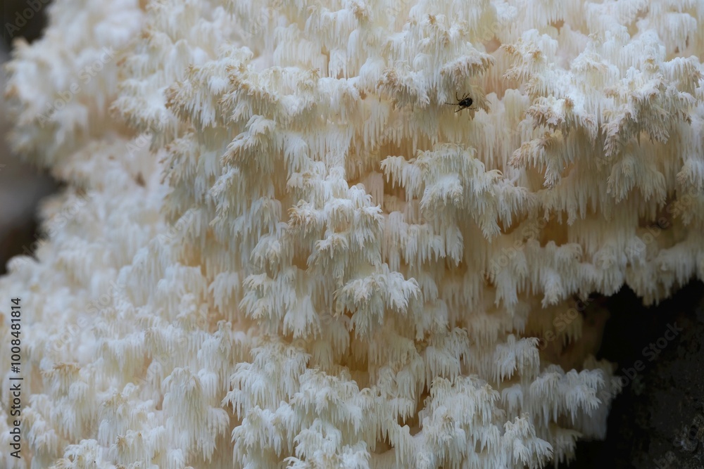 A beautiful unusual mushroom that looks like a coral - Hericium coralloides, commonly known ascoral tooth fungus. It grows on dead hardwood trees. It is edible and good when young. A beautiful unusual mushroom that looks like a coral - Hericium coralloides, commonly known ascoral tooth fungus. It grows on dead hardwood trees. It is edible and good when young.