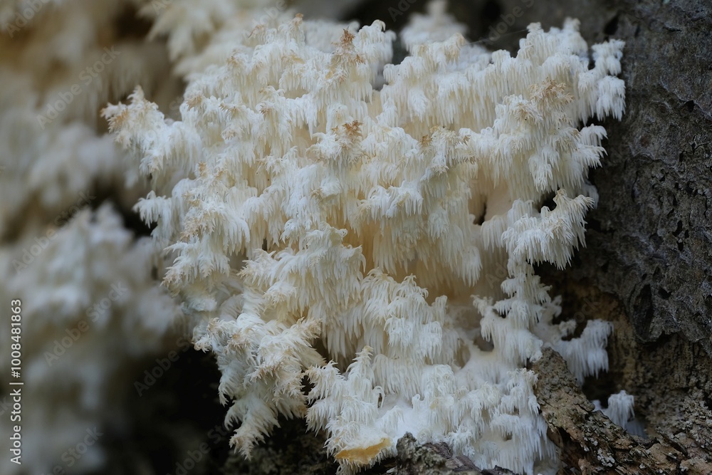 A beautiful unusual mushroom that looks like a coral - Hericium coralloides, commonly known ascoral tooth fungus. It grows on dead hardwood trees. It is edible and good when young. A beautiful unusual mushroom that looks like a coral - Hericium coralloides, commonly known ascoral tooth fungus. It grows on dead hardwood trees. It is edible and good when young.