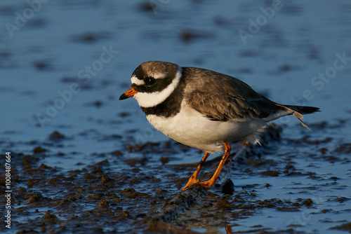 Common ringed plover (Charadrius hiaticula)