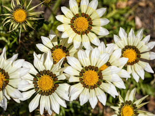 Gazania flowers in bloom