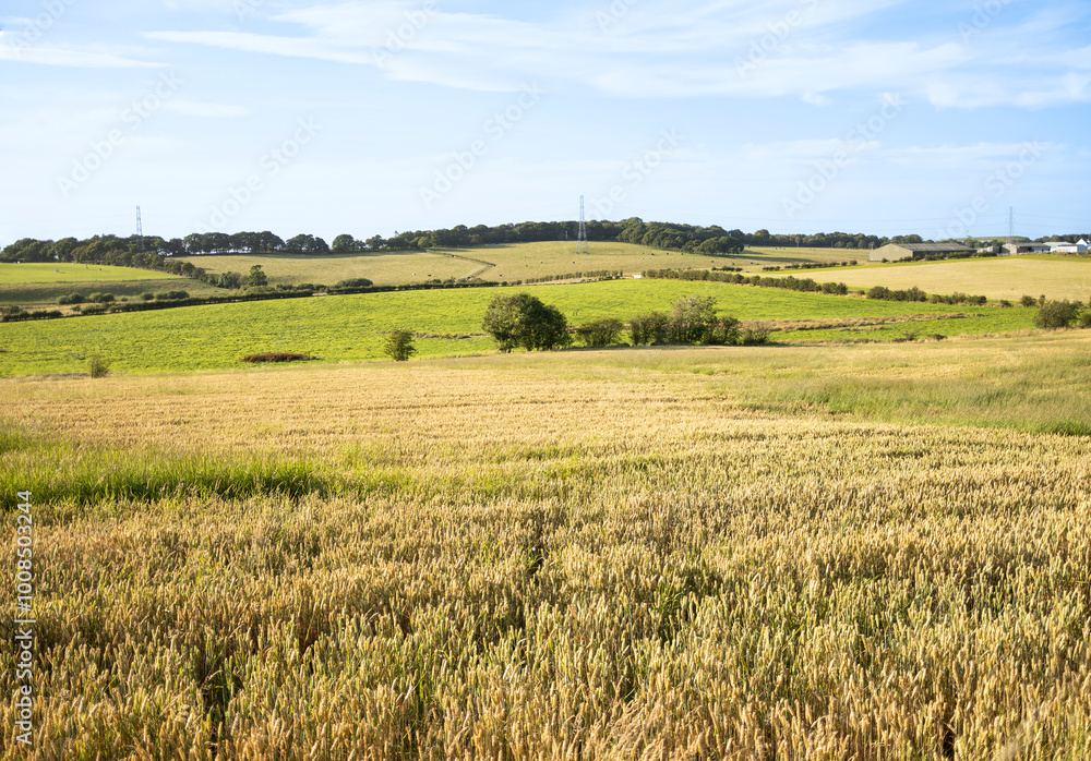 Field of ripening wheat in panorama of rural landscape including pasture, hedgerows, trees, farm buildings and woodland Field of ripening wheat in panorama of rural landscape including pasture, hedgerows, trees, farm buildings and woodland
