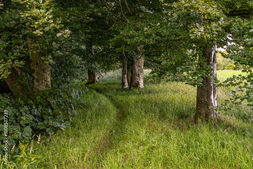 Narrow grass trail path between mature beech trees with dappled sunlight and shade on low leaves beside summer meadow