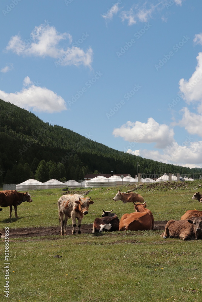 Obraz premium Mongolia's open fields and cattle 04