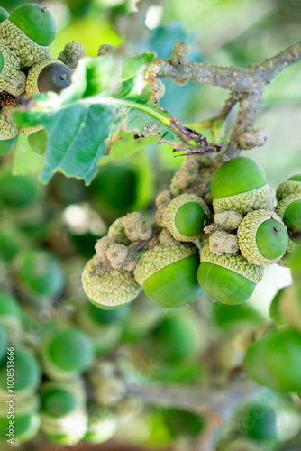 Lithocarpus fruit. Trees rarely to 20 m tall. Lithocarpus is a genus in the bewuk family, Fagaceae. This plant has about 100 Asian species. photo