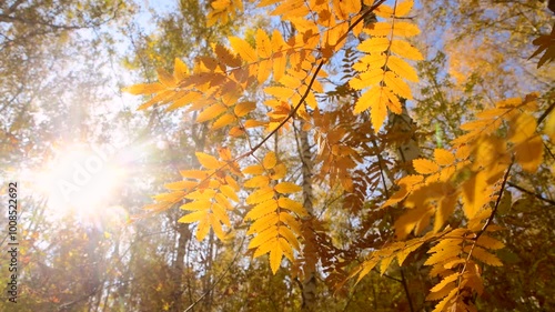 Yellow autumn rowan leaves in the wind and bright sun. Seasonal sunny weather in a birch forest.