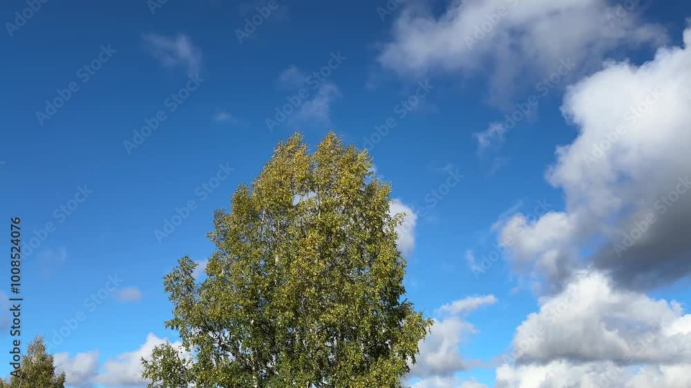 birch tree autumn foliage against blue sky birch tree autumn foliage against blue sky