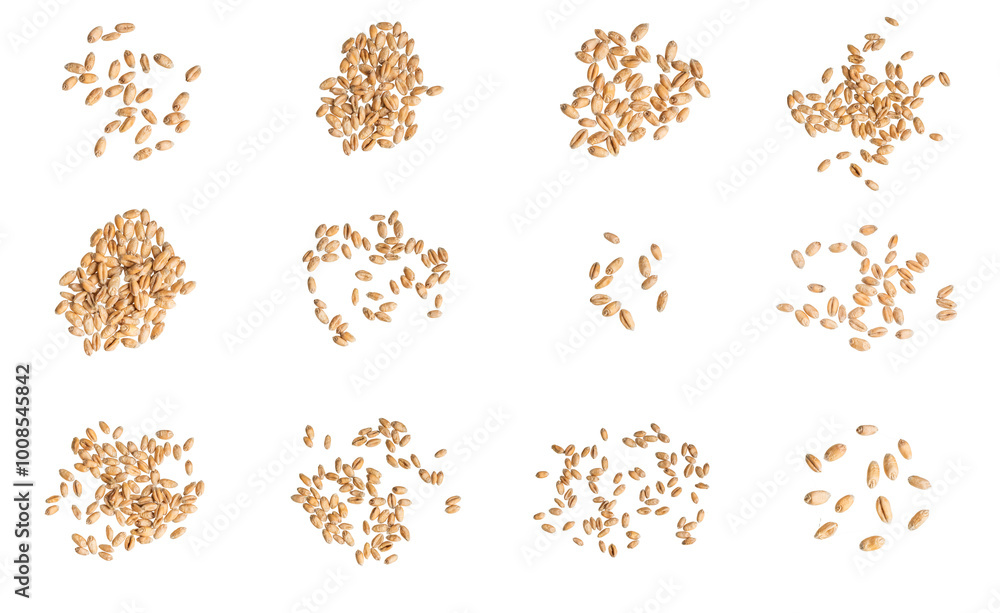 wheat grains isolated on white background
wheat grains isolated on white background