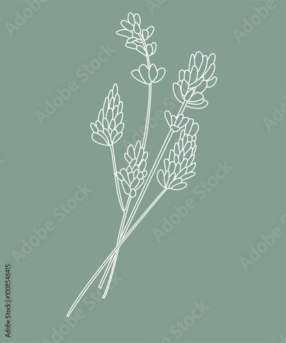 Lavanda minimale. Disegno di pianta di lavanda stilizzato monolinea. Pianta aromatica