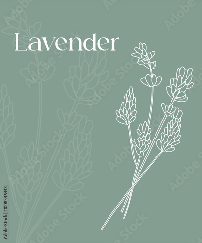 Lavanda minimale. Disegno di pianta di lavanda stilizzato monolinea. Pianta aromatica