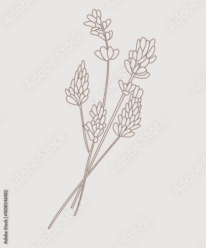 Lavanda minimale. Disegno di pianta di lavanda stilizzato monolinea. Pianta aromatica