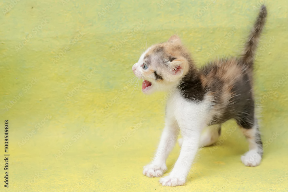Fototapeta premium The cute and adorable appearance of a one month old kitten. This mammal, which is often used as a pet, has the scientific name Felis catus.