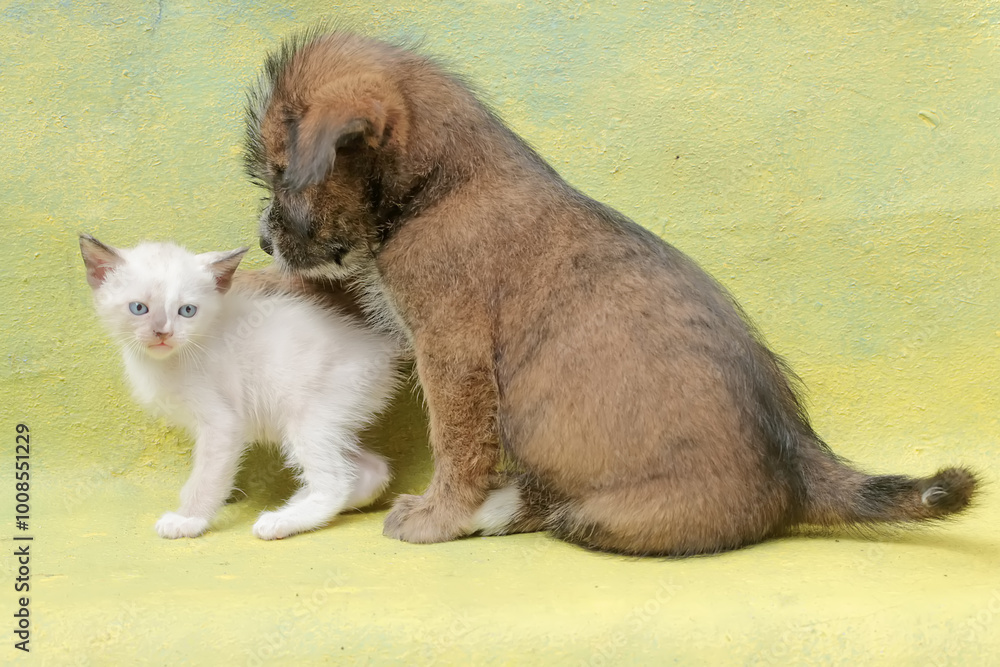 A puppy is playing with a kitten in a friendly manner. Mammals that are commonly used as human pets have the scientific name Canis lupus familiaris. A puppy is playing with a kitten in a friendly manner. Mammals that are commonly used as human pets have the scientific name Canis lupus familiaris.