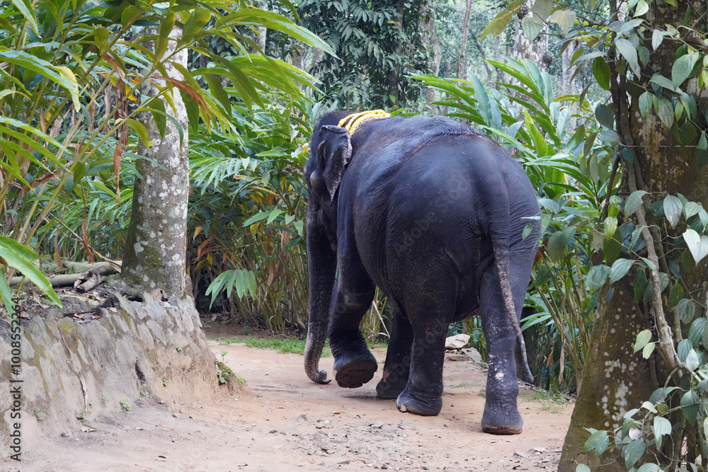 Fototapeta premium Éléphants d'Asie da,s le sanctuaire Periyar près de Thekkady dans le Kerala