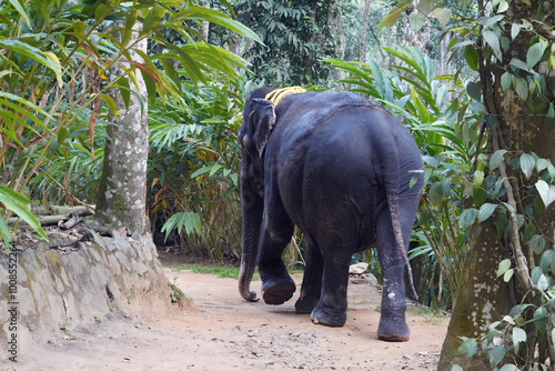 Éléphants d'Asie da,s le sanctuaire Periyar près de Thekkady dans le Kerala photo