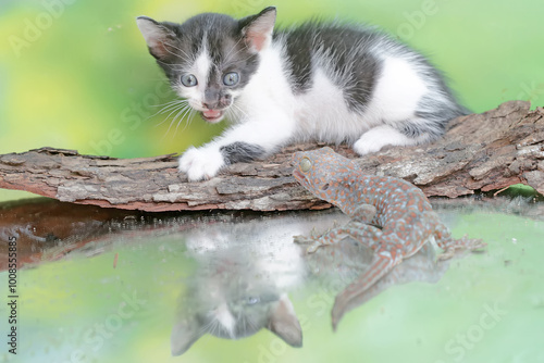 A kitten is posing threateningly as a tokay gecko approaches it. This mammal, which is often used as a pet, has the scientific name Felis catus. photo