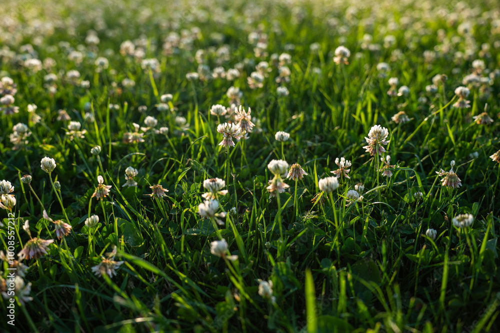 Close-Up of White Clover Flowers in Green Meadow Close-Up of White Clover Flowers in Green Meadow