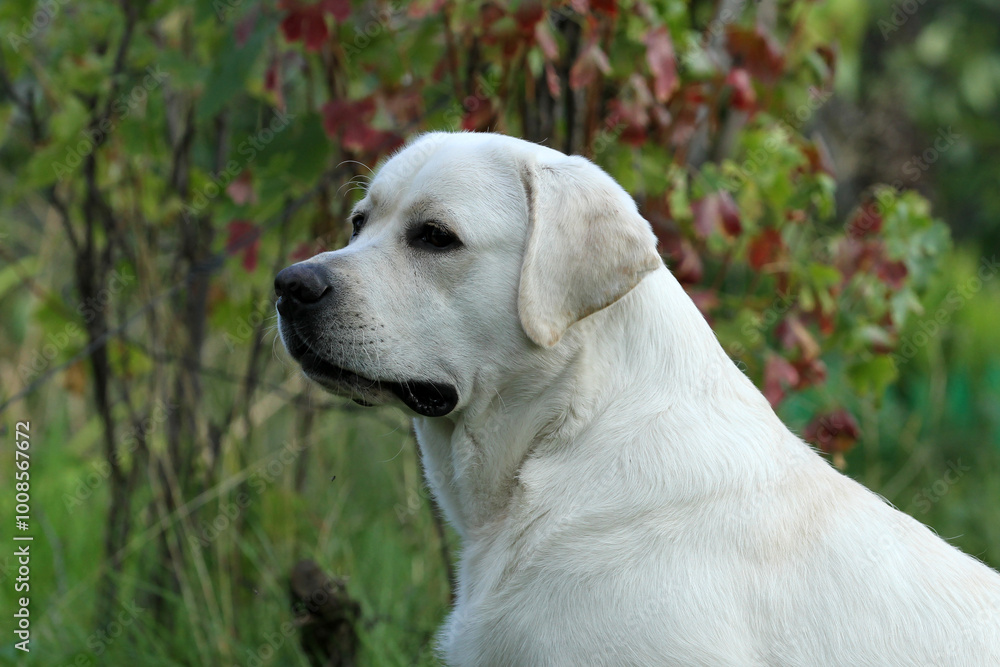 yellow labrador retriever in summer close up yellow labrador retriever in summer close up