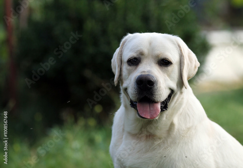 yellow labrador retriever in summer close up