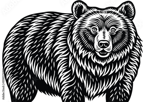bear shilluite vector illustration,