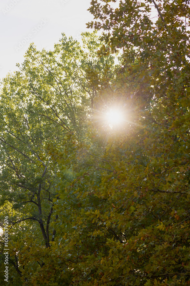 autumn landscape with the sun seen through the leaves of a tree autumn landscape with the sun seen through the leaves of a tree