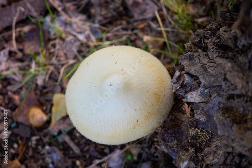 a large mushroom in the grass through a forest