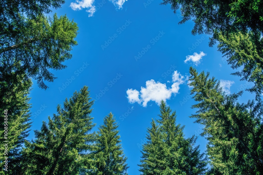 A Blue Sky Peeked Through the Dense Canopy of Evergreen Trees A Blue Sky Peeked Through the Dense Canopy of Evergreen Trees
