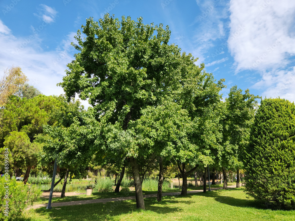 Ornamental oriental sweetgum trees (Liquidambar orientalis) in a city park in September Ornamental oriental sweetgum trees (Liquidambar orientalis) in a city park in September