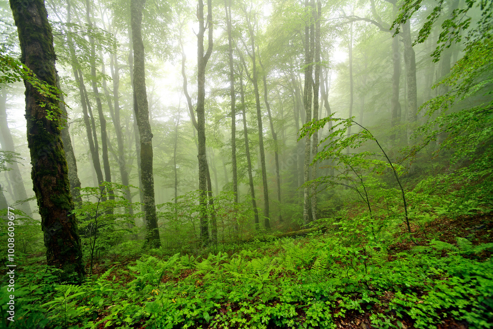 Fototapeta premium Primeval forest in Biogradska Gora National Park, Montenegro // Urwald im Biogradska Gora Nationalpark, Montenegro