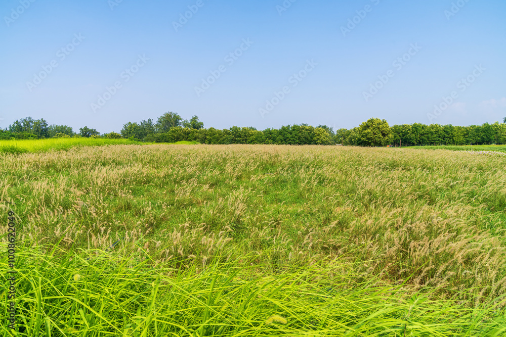 Obraz premium green grass and blue sky