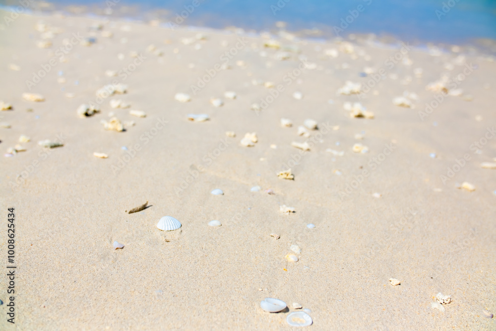 Corals on the sand on the seashore. Seascape background, sandy shore with corals and shells. Corals on the sand on the seashore. Seascape background, sandy shore with corals and shells.