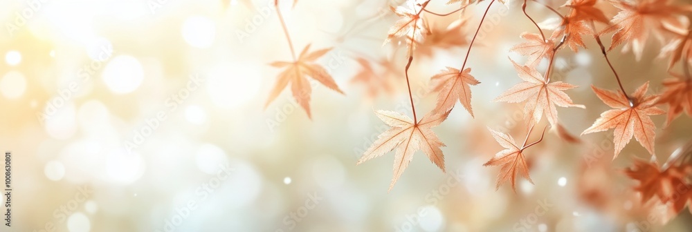 A delicate autumnal background with lightly colored maple leaves A delicate autumnal background with lightly colored maple leaves