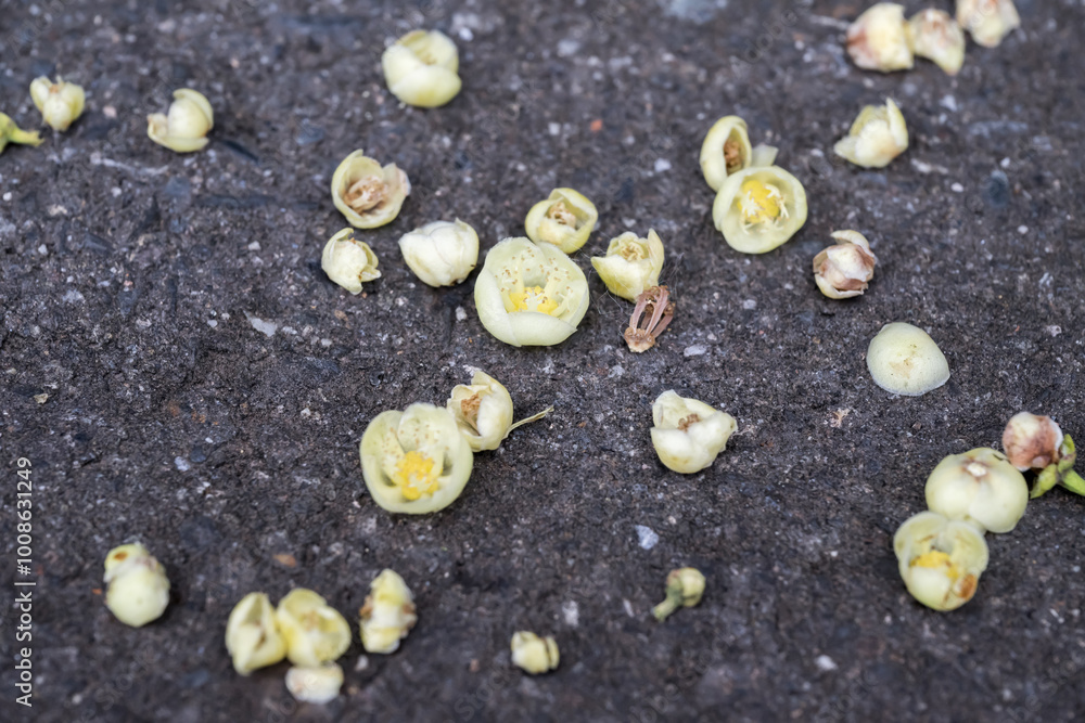 Fototapeta premium The Common Garcinia (Garcinia subelliptica) flowers on the ground.