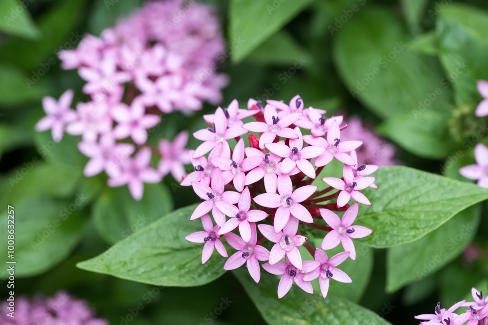 Beautiful Star Cluster (pentas lanceolata) flowers. Beautiful Star Cluster (pentas lanceolata) flowers.