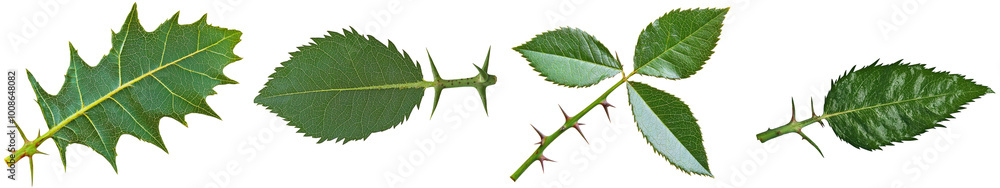Assorted green leaves on a white isolate background. Assorted green leaves on a white isolate background.