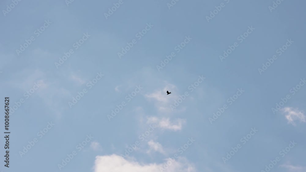 A Single Bird Gracefully Soars In A Blue Sky, Surrounded By Wispy Clouds, Conveying Freedom And Solitude. A Single Bird Gracefully Soars In A Blue Sky, Surrounded By Wispy Clouds, Conveying Freedom And Solitude.